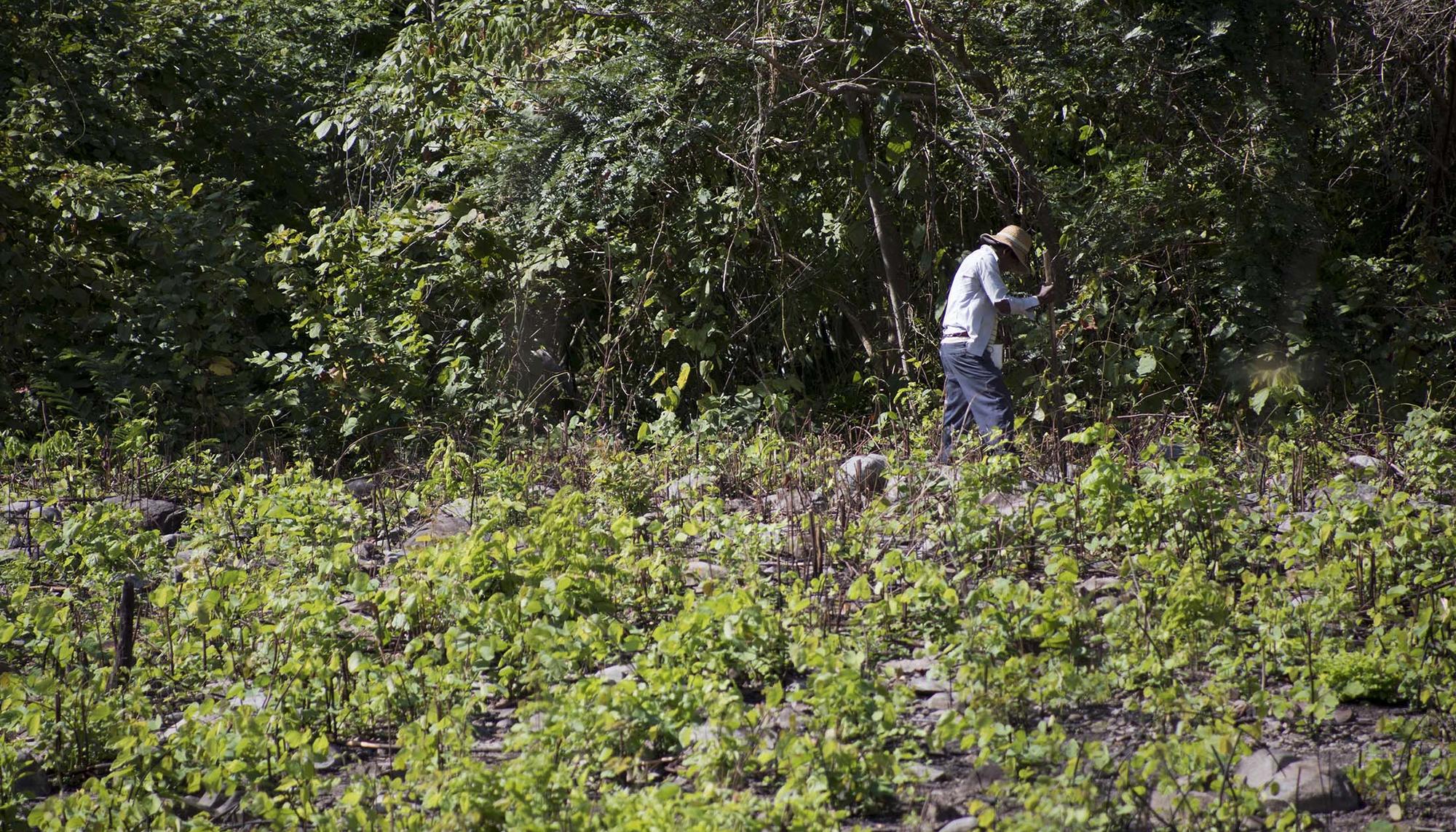 Campesino Colombia 2